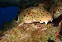 Epaulette Shark, Hemiscyllium ocellatum