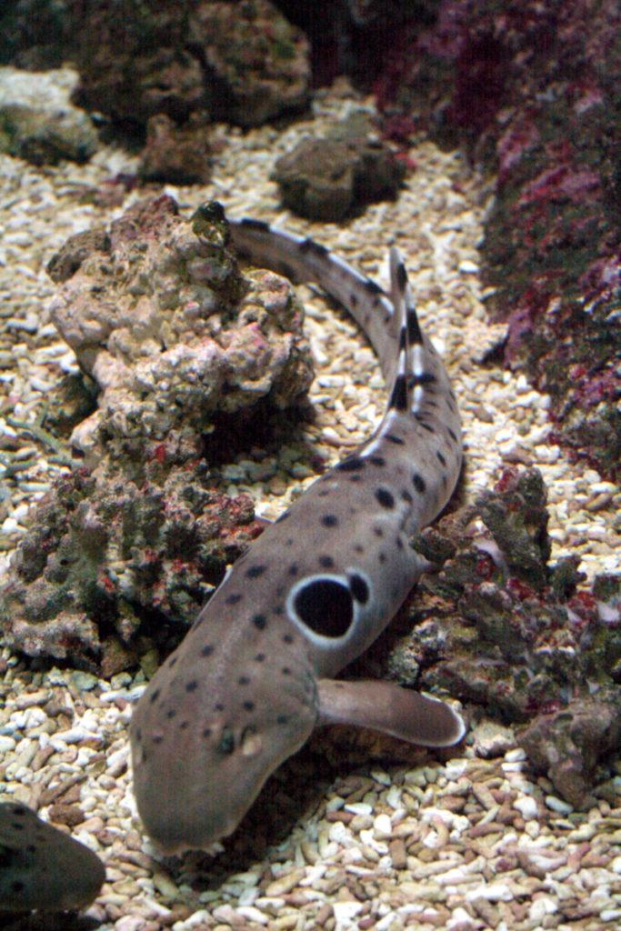 Epaulette Shark, Hemiscyllium ocellatum