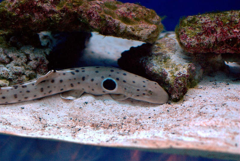 Epaulette Shark, Hemiscyllium ocellatum