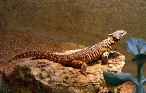 Giant Girdled Lizard, Cordylus giganteus