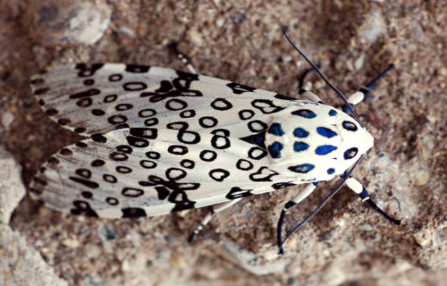 Giant Leopard Moth, Hypercompe scribonia
