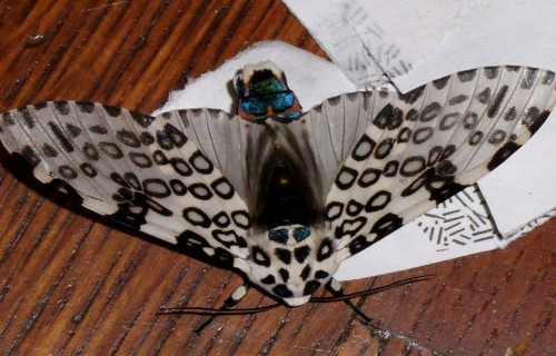 Giant Leopard Moth, Hypercompe scribonia