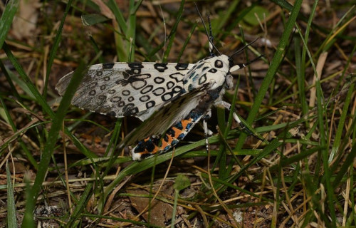 Earth's Many Magical Moths