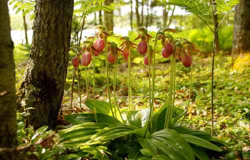 5 Marvelous Plants of Maine