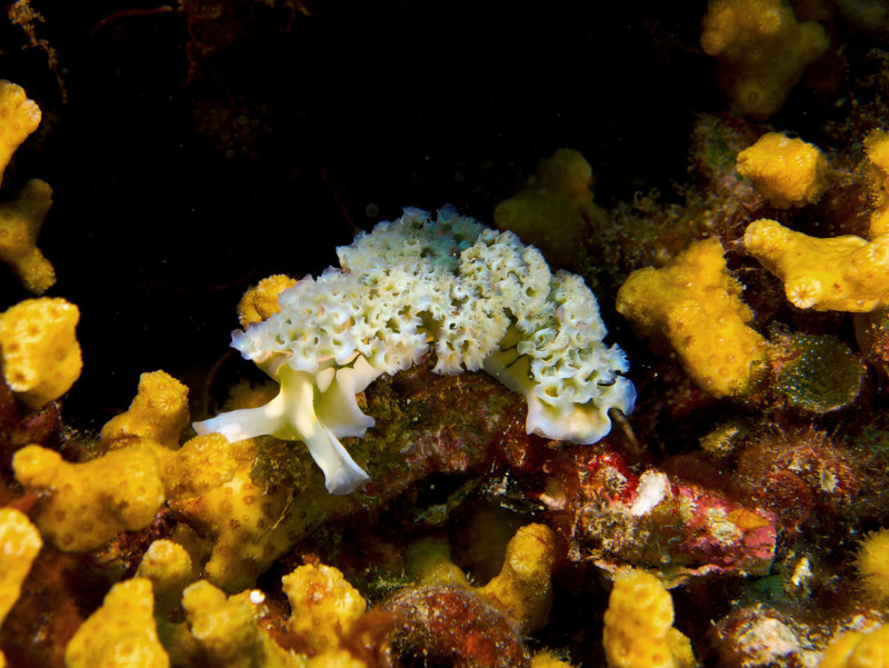 Lettuce Sea Slug, Elysia crispata