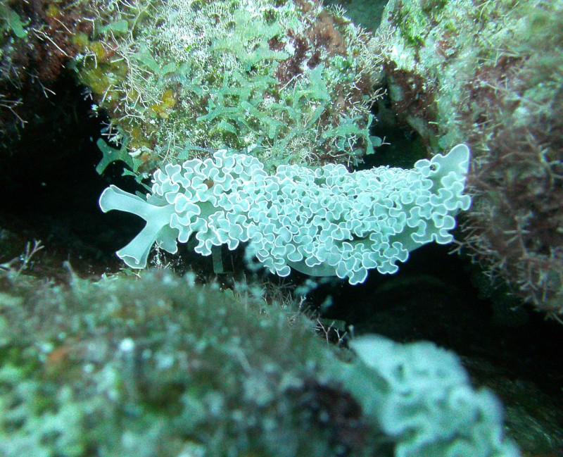 Lettuce Sea Slug, Elysia crispata