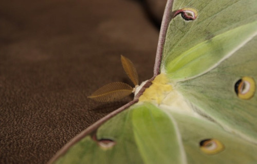 Luna Moth, Actias luna