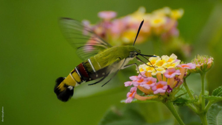pellucid hawk moth pellucid hawk moth