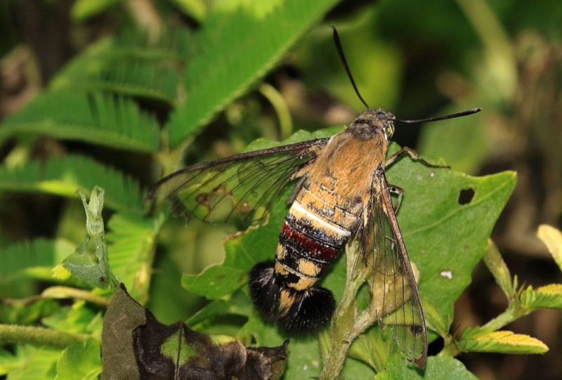 https://www.ourbreathingplanet.com/wp-content/uploads/2021/03/Pellucid-Hawkmoth.jpg