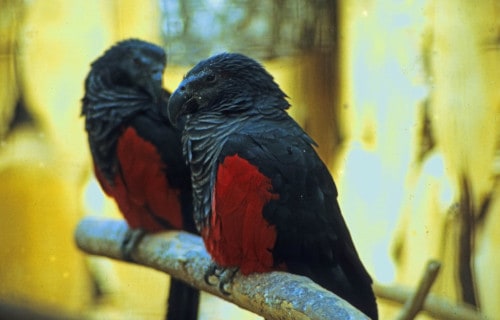 Pesquet's Parrot, Psittrichas fulgidus