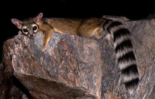 4 Magnificent Land Mammals of Mexico