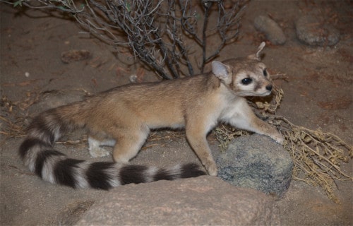 Ring-Tailed Cat, Bassariscus astutus