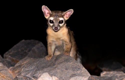 Ring-Tailed Cat, Bassariscus astutus