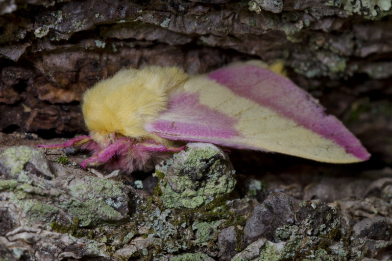 Rosy Maple Moth, Dryocampa rubicunda