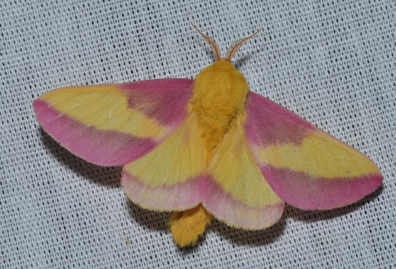 Rosy Maple Moth l Amazing Colors - Our Breathing Planet