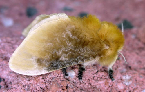 Southern Flannel Moth, Megalopyge opercularis