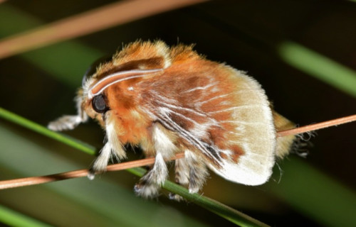 Southern Flannel Moth, Megalopyge opercularis