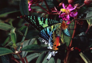 Sunset Moth, Chrysiridia rhipheus