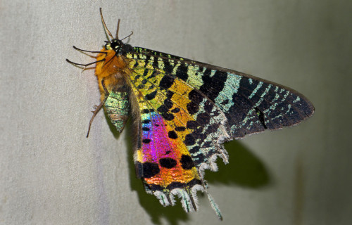 Sunset Moth, Chrysiridia rhipheus