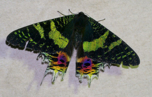 Sunset Moth, Chrysiridia rhipheus