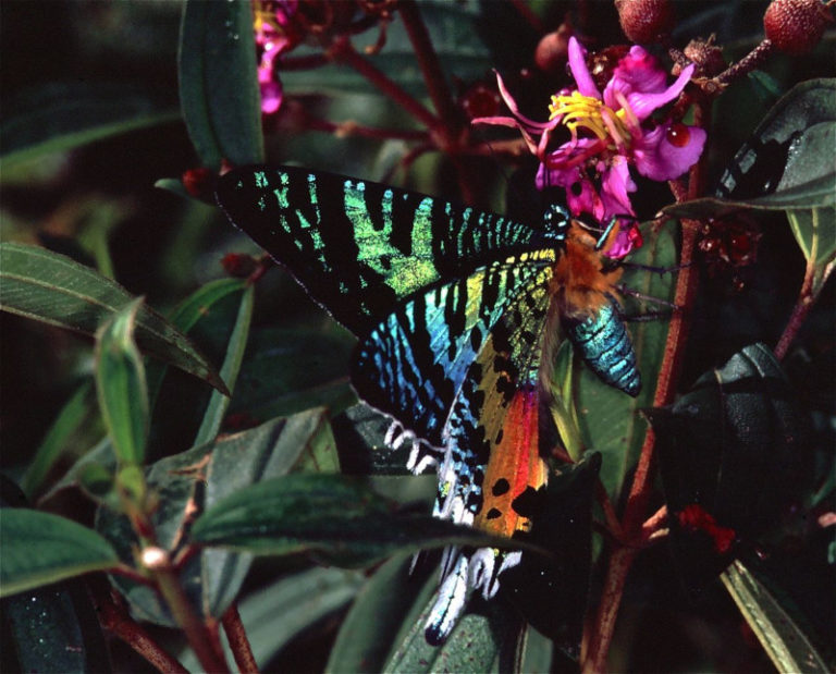 moth madagascan chrysiridia rhipheus visitar