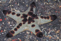Chocolate Chip Sea Star, Protoreaster nodosus
