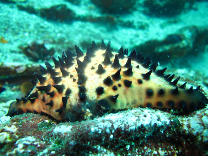 Meet the Chocolate Chip Starfish and Its Unusual Relatives