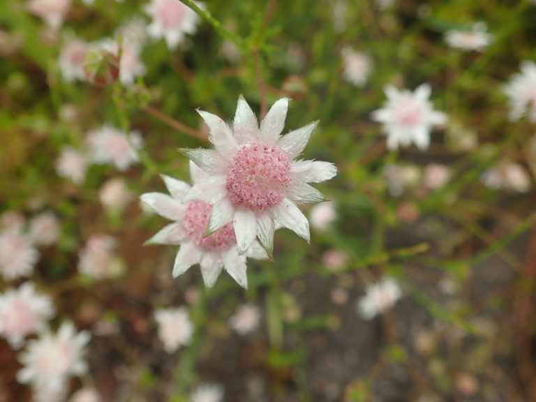 Pink Flannel Flower l Rare Marvel Our Breathing