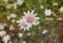 Pink Flannel Flower, Actinotus forsythii