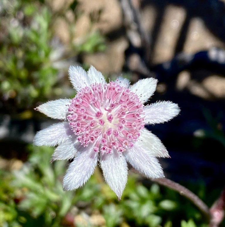 Pink Flannel Flower l Rare Marvel Our Breathing