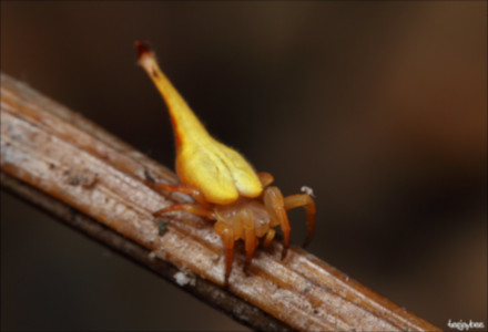 Scorpion-Tailed Spider, Arachnura higginsi