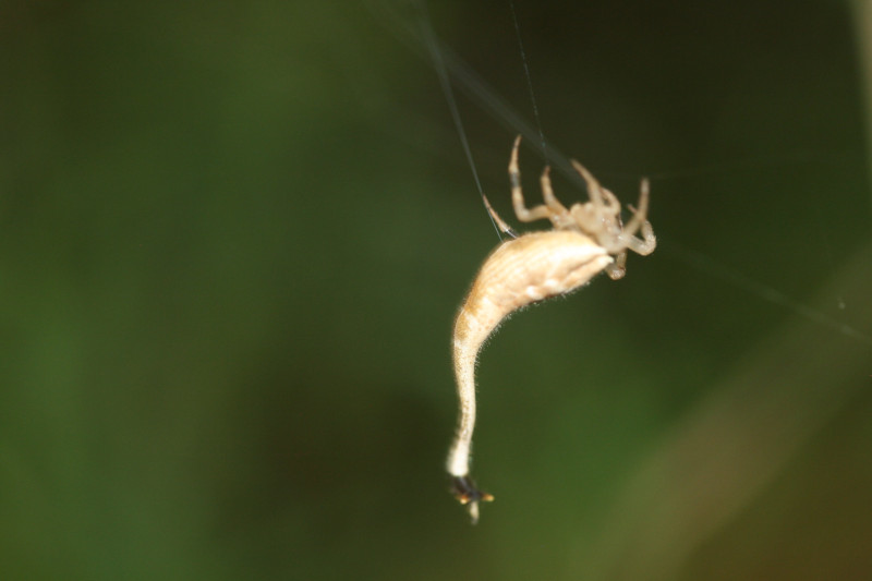 Scorpion-Tailed Spider, Arachnura higginsi