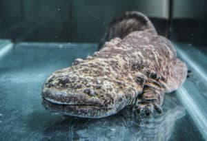 Chinese Giant Salamander, Andrias davidianus