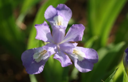 4 Incredibly Intriguing Irises
