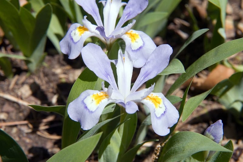 Dwarf Crested Iris, Iris cristata