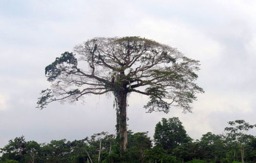 4 Awesome African Trees