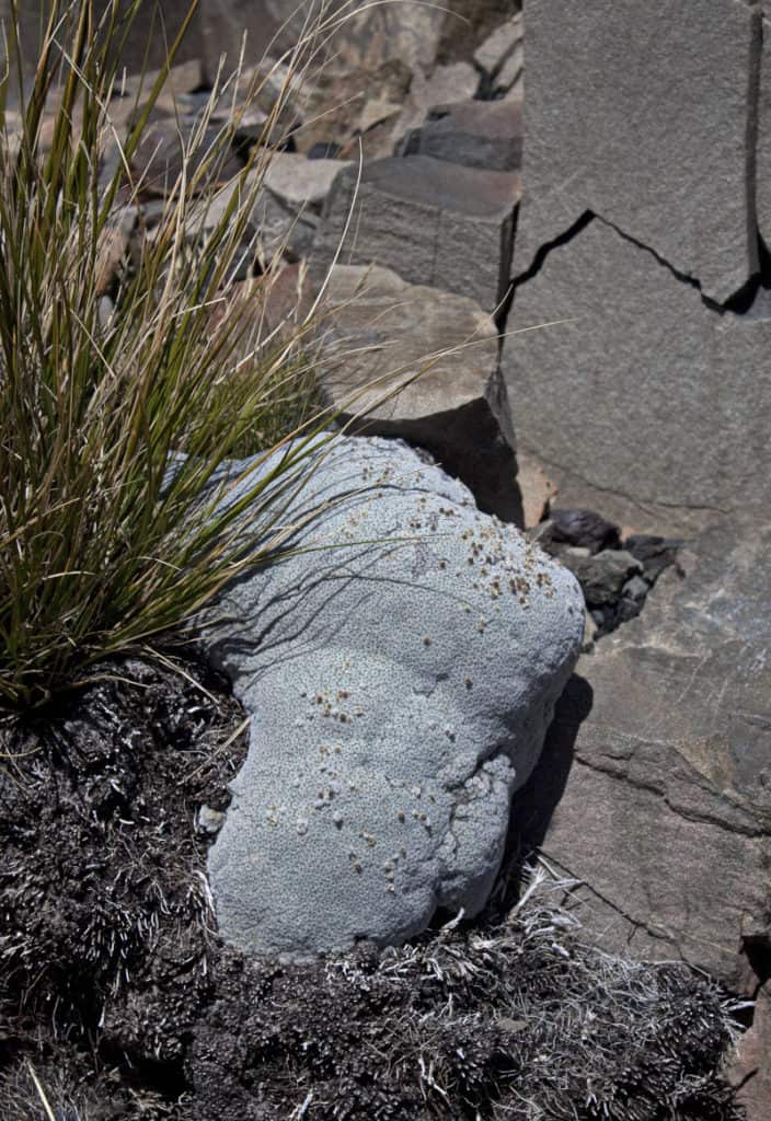 Vegetable Sheep, Raoulia eximia