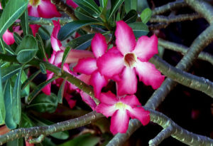 Adenium Flower Bonsai, Adenium obesum