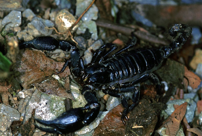 Asian Forest Scorpion L Dazzling Our Breathing Planet