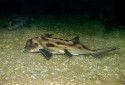 Australian Ghost Shark, Callorhinchus milii