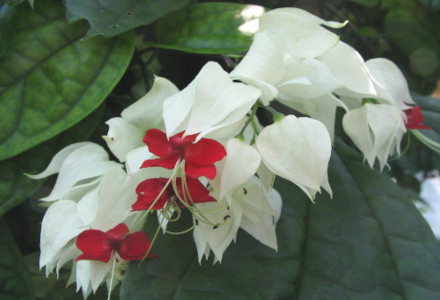 Bleeding Heart Vine, Clerodendrum thomsoniae