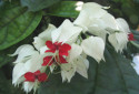 Bleeding Heart Vine, Clerodendrum thomsoniae