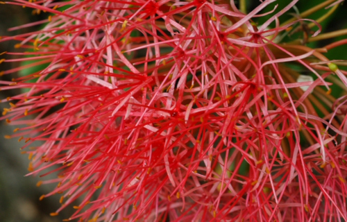 Blood Lily, Scadoxus