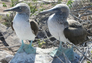 Blue Footed Booby, Sula nebouxii
