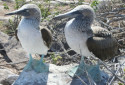Blue Footed Booby, Sula nebouxii