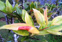 Bois Dentelle, Elaeocarpus bojeri