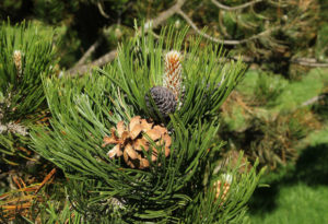 Bosnian Pine, Pinus heldreichii
