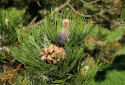 Bosnian Pine, Pinus heldreichii