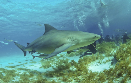 Bull Shark, Carcharhinus leucas