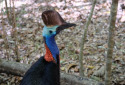 Cassowary, Casuarius